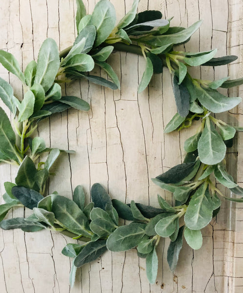 Lamb's Ear Collection